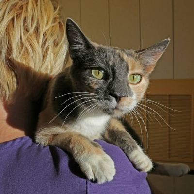 Cat on shoulder of a person