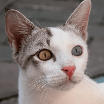 cat with 2 different colored eyes