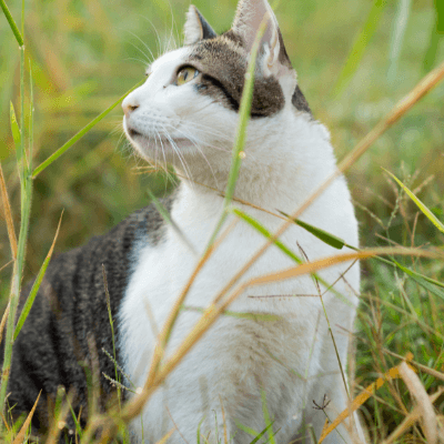 cat in grassy field