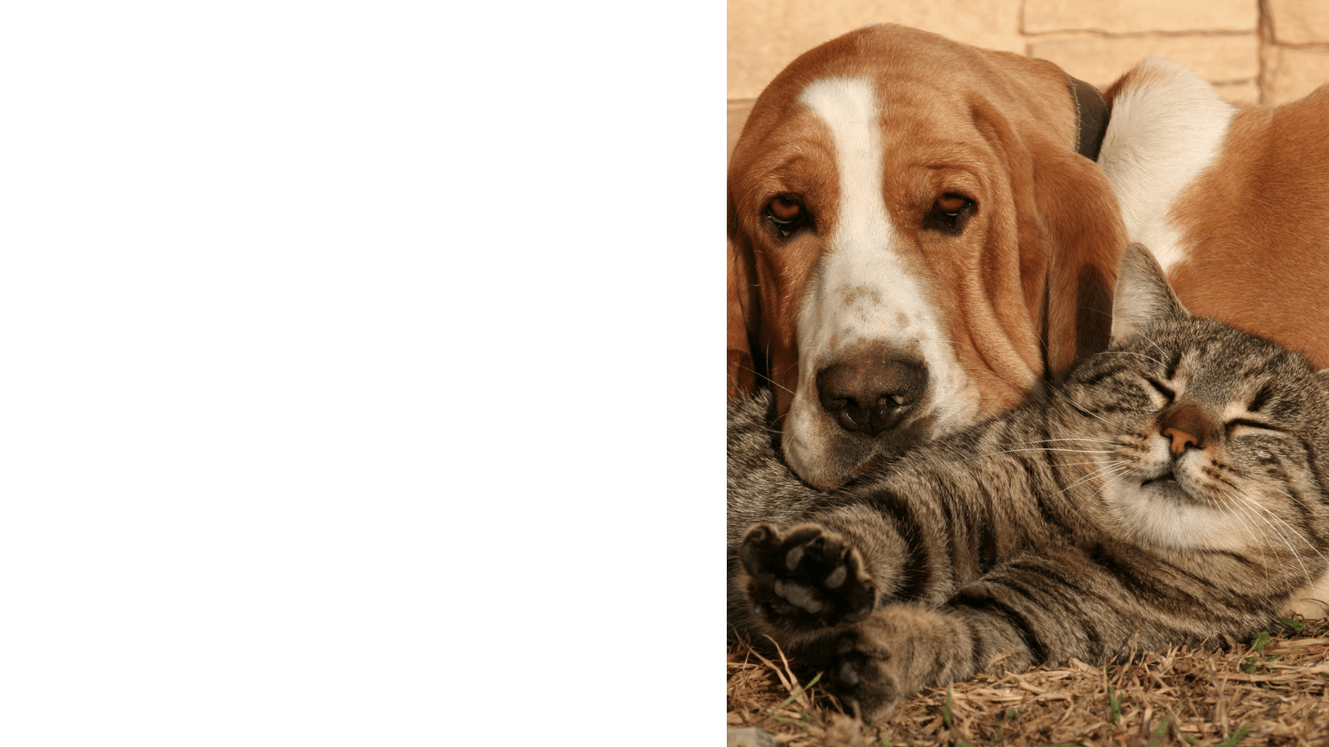 Veterinarian In Park City, UT