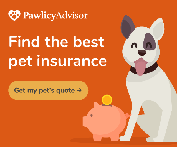 Pet Insurance Info For Veterinary Care | Park City AC