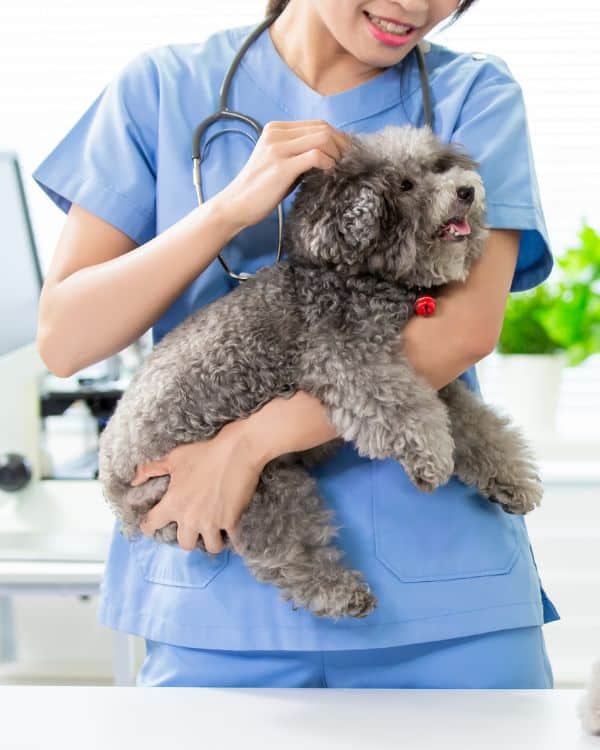 vet staff holding a dog
