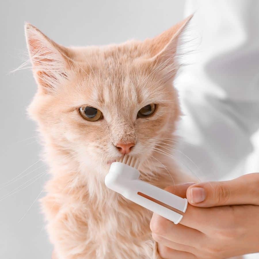 Cat dental care