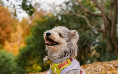 The Ultimate Fall Adventure Checklist for Dogs in Park City: Enjoying Fall in Park City With Your Dog
