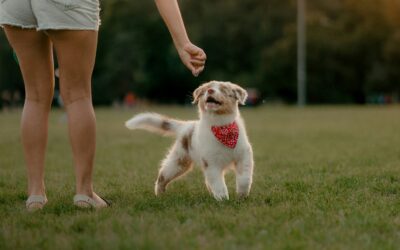 Do Dogs Get Ticks in Park City? What Utah Pet Owners Should Know