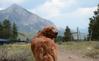 Foxtails in Park City: How to Protect Your Dog Before and After Every Hike