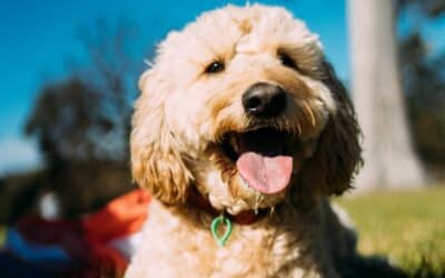 Hiking With Your Dog in Park City: Summer Safety Tips Every Pet Owner Should Know